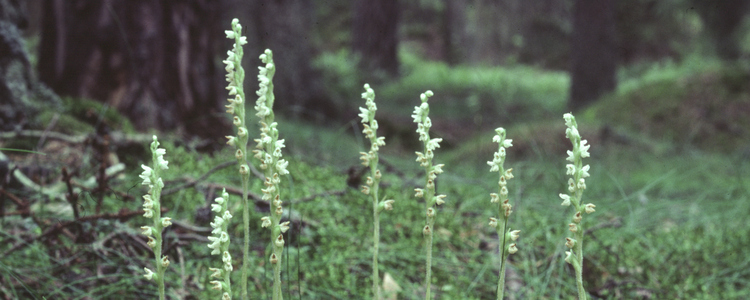 ”Nya uppdrag kräver resurstillskott”