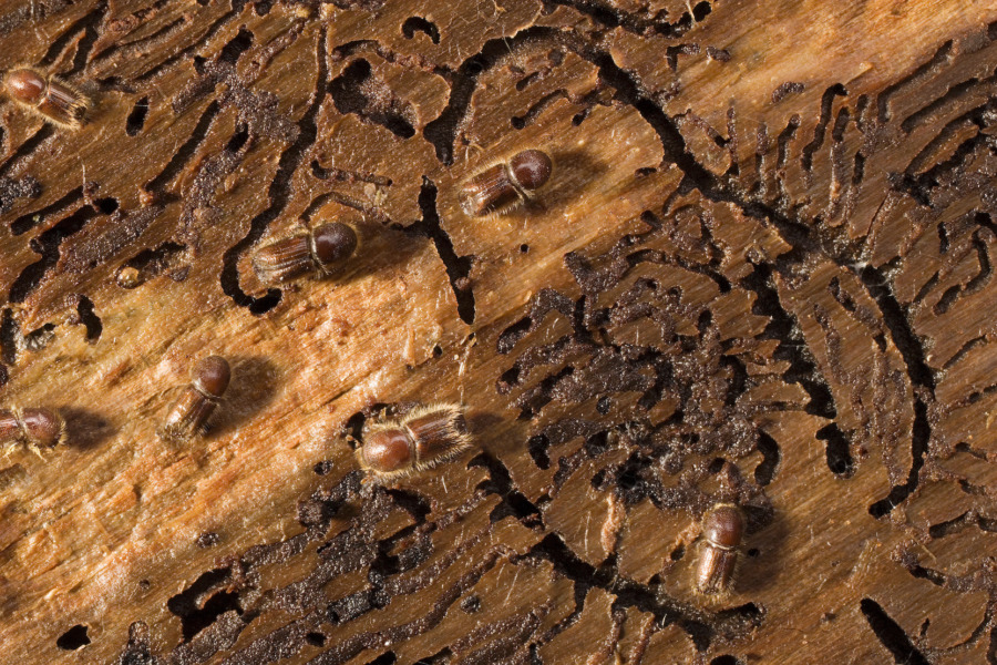 Bäst bekämpa borre i juni