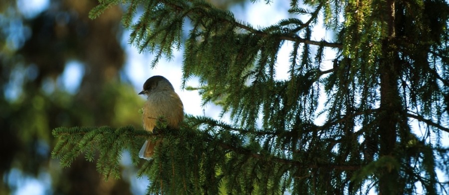 ”Så här kan artskyddet bli effektivt och rimligt”