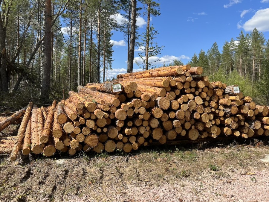Avverkningarna minskade förra året