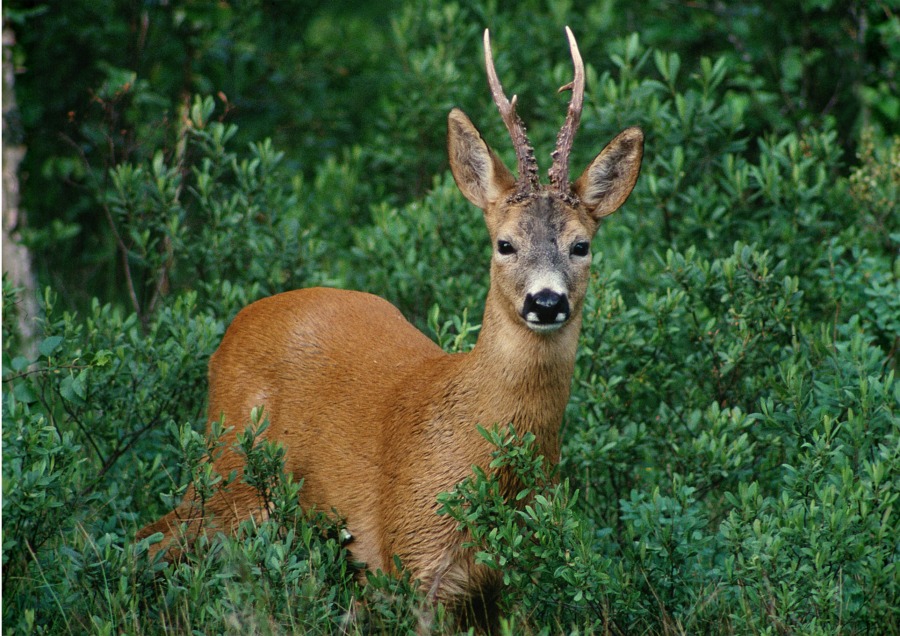 Strax dags för vildfoderveckan