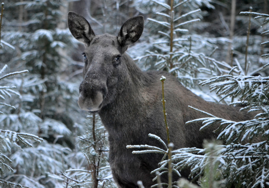 Då äter älgen gran