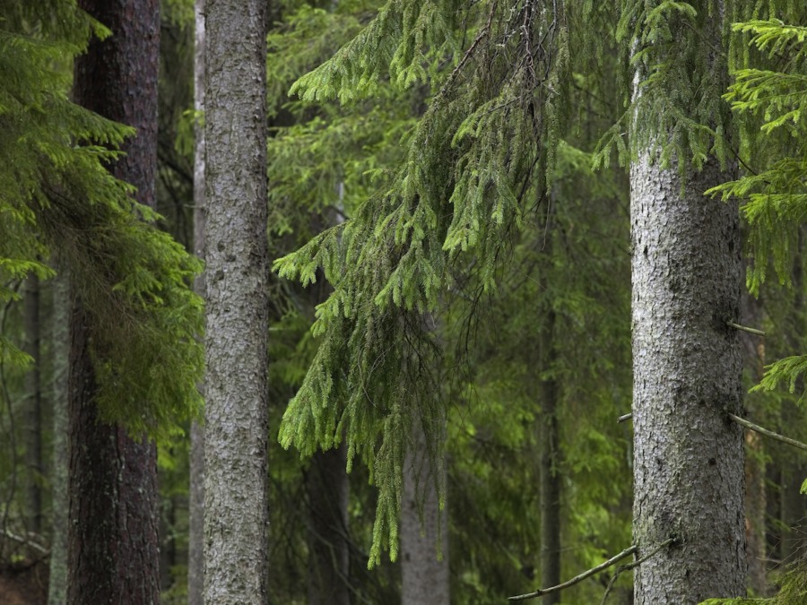 ”Avvakta innan EU-lag implementeras”