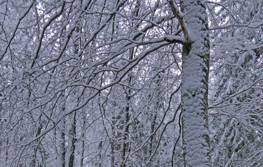 Tidigare vårar kan ge vattenbrist 