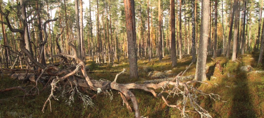 ”Generella förbud bakom rättsosäkerhet”