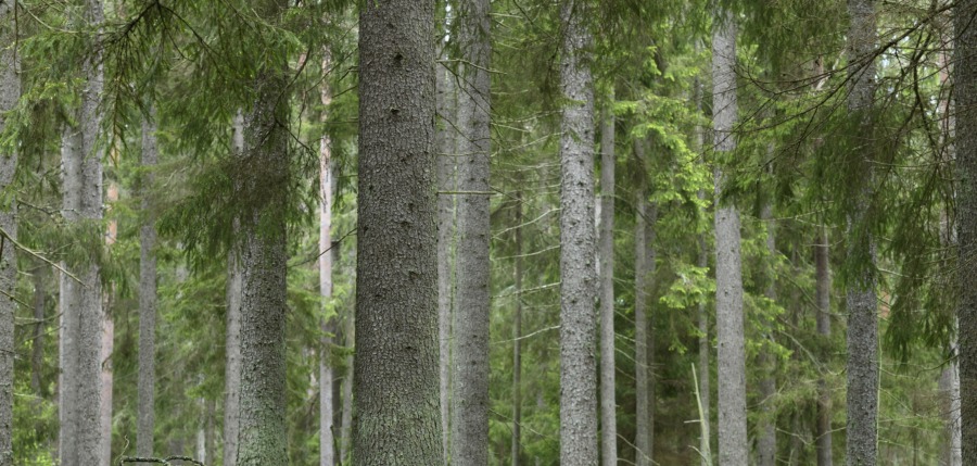 ”Svenska skogen räddar inte världen – men är en pusselbit”