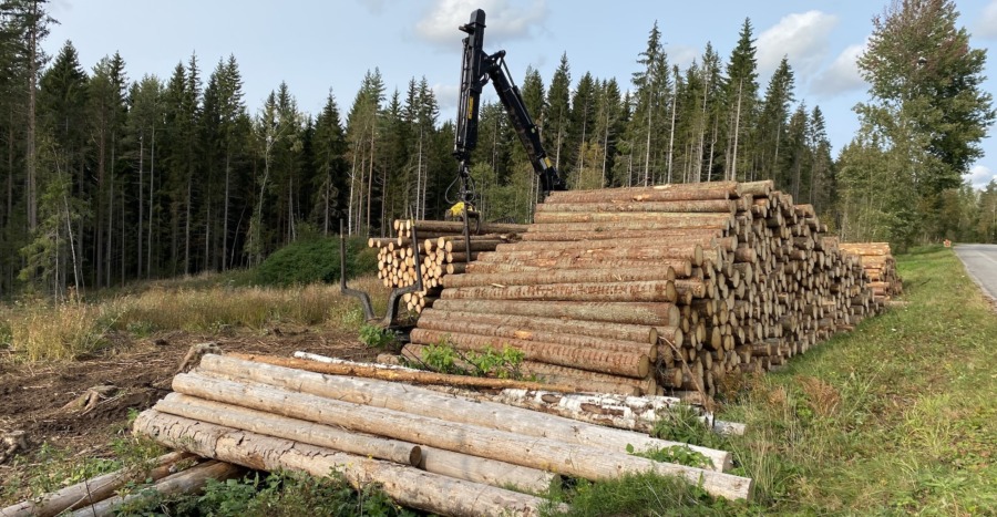 Höga virkespriser: Passar du på?