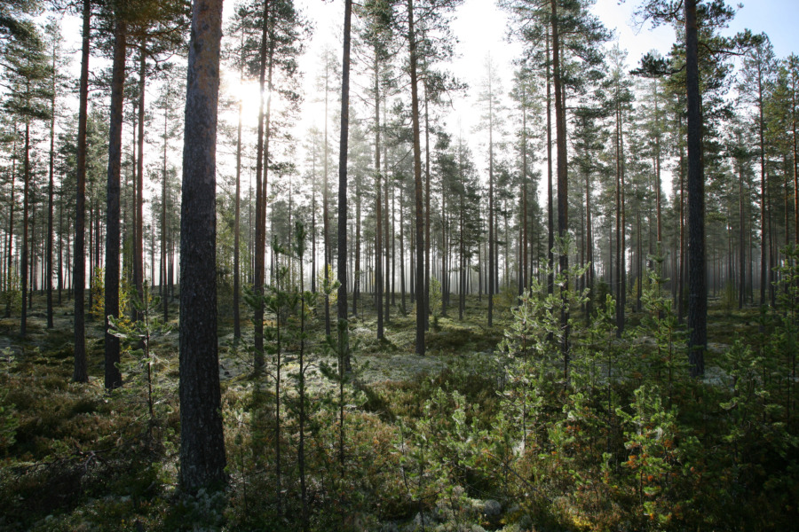 Starkt kvartal för Mellanskog