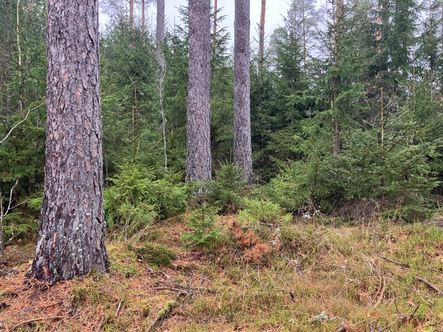 Södra börjar med hyggesfritt