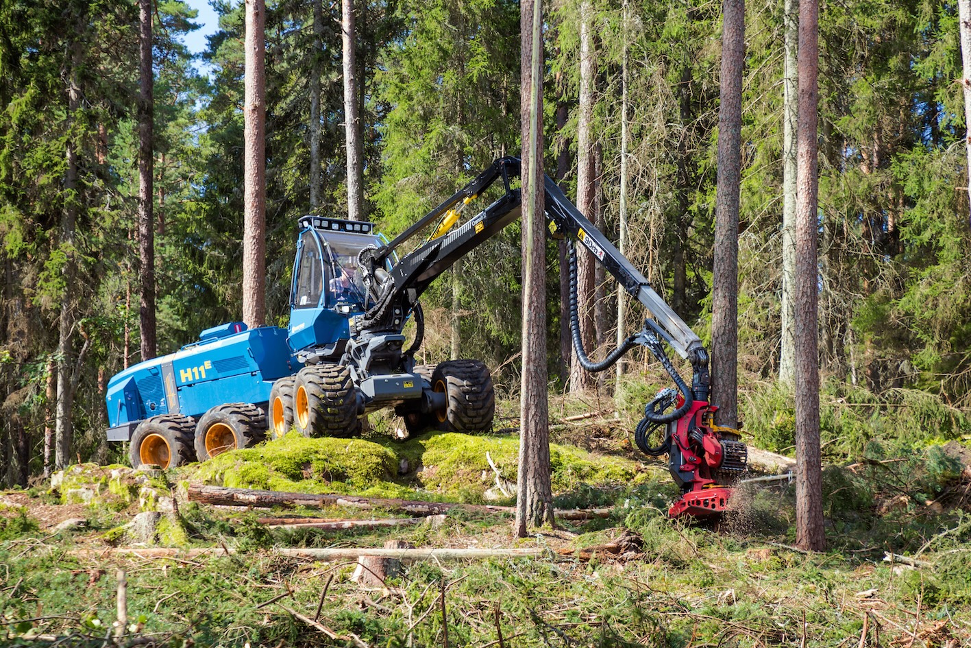 Den första blir också den sista - Skogen
