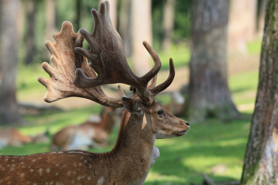 Flerartsförvaltning utgår från helheten