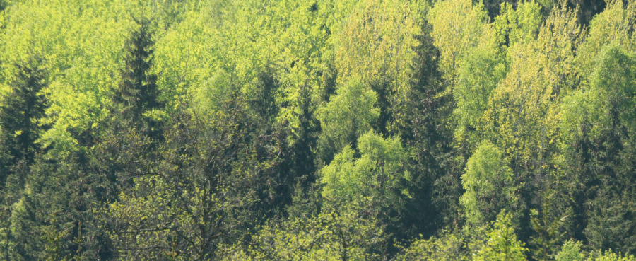 Jättesatsning på dansk skog