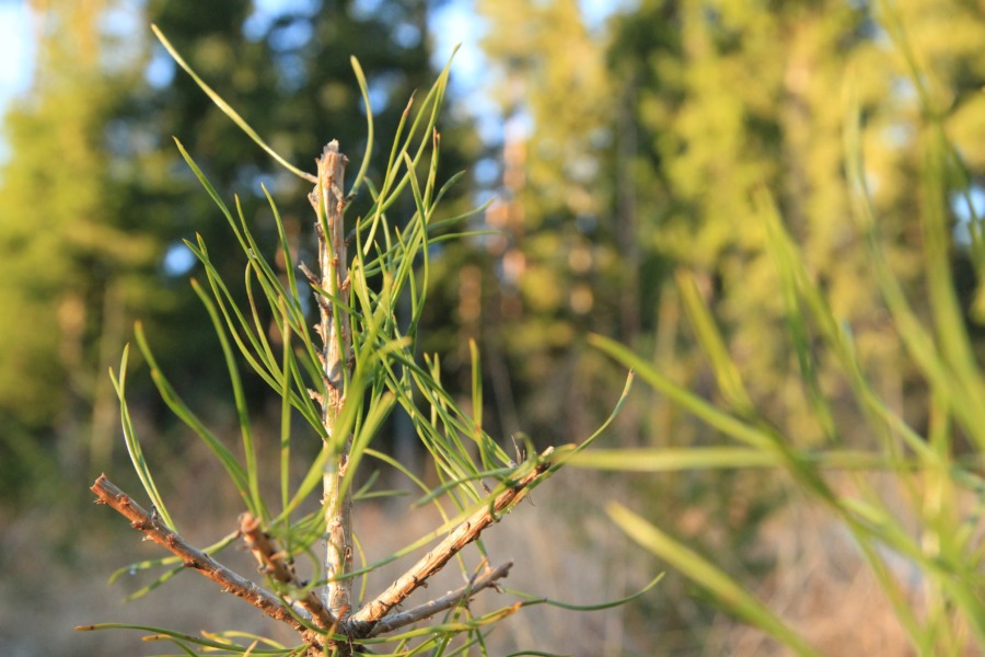 Fler får ersättning för betesskador i Finland