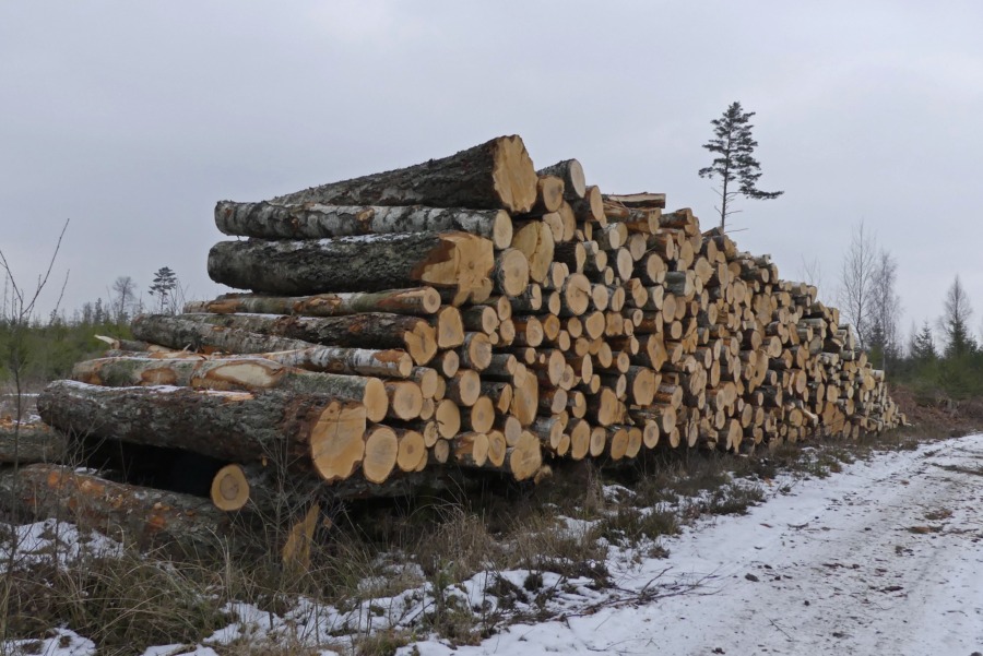 Är det värt att satsa på lövproduktion?