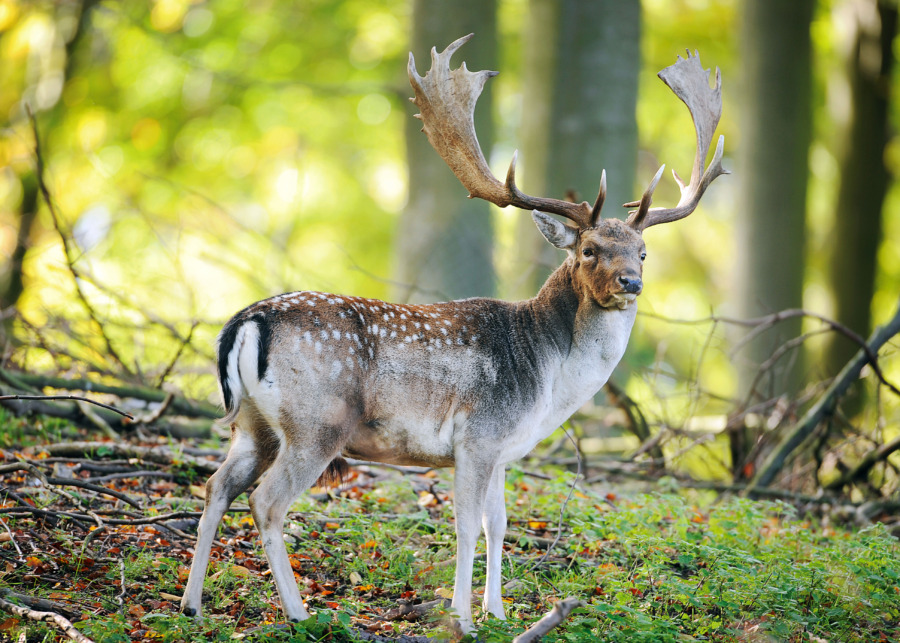 Dovhjort blir den nya älgen 