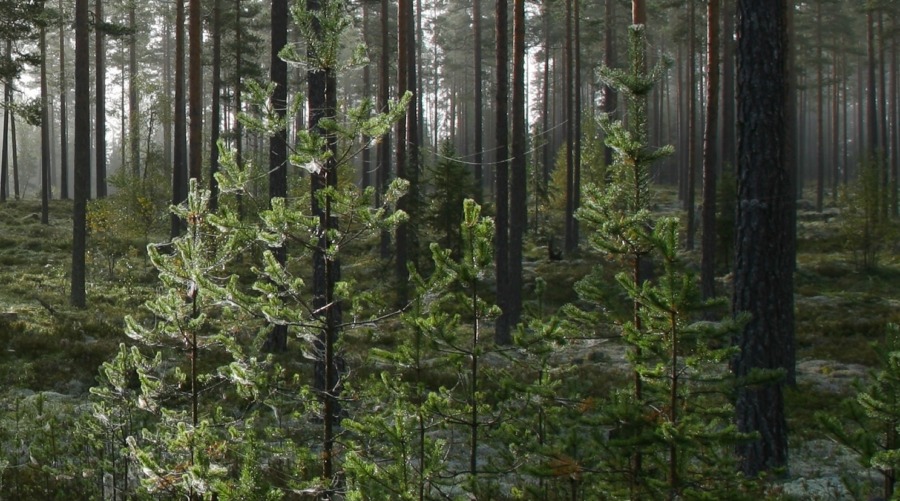 Vändning för skogsfastigheter