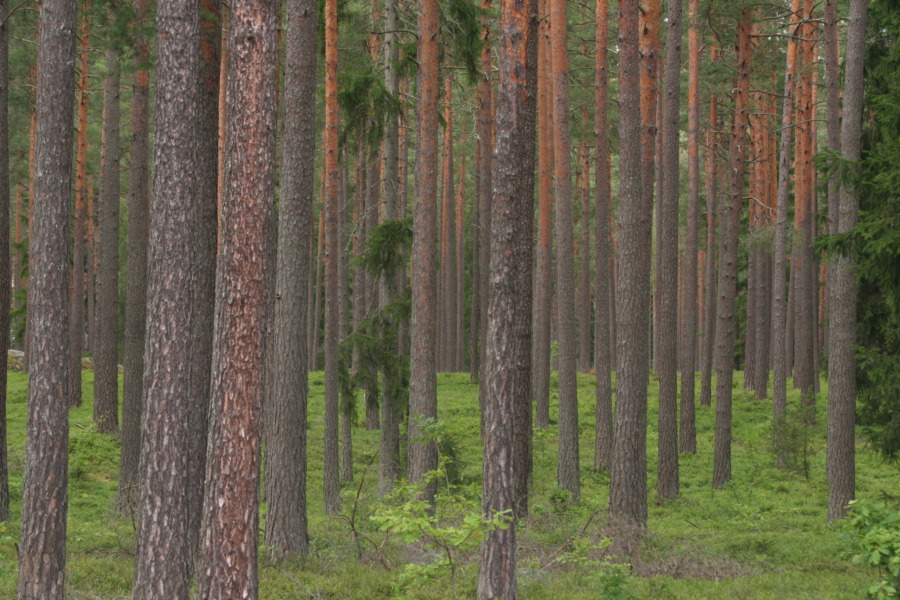 Rekordomsättning för Mellanskog