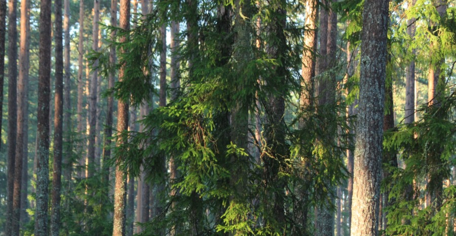 Därför behövs hundra miljoner extra