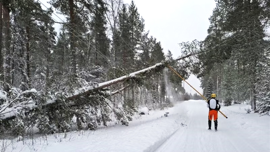 Stormorganisation ska rädda virkesvärde i norr