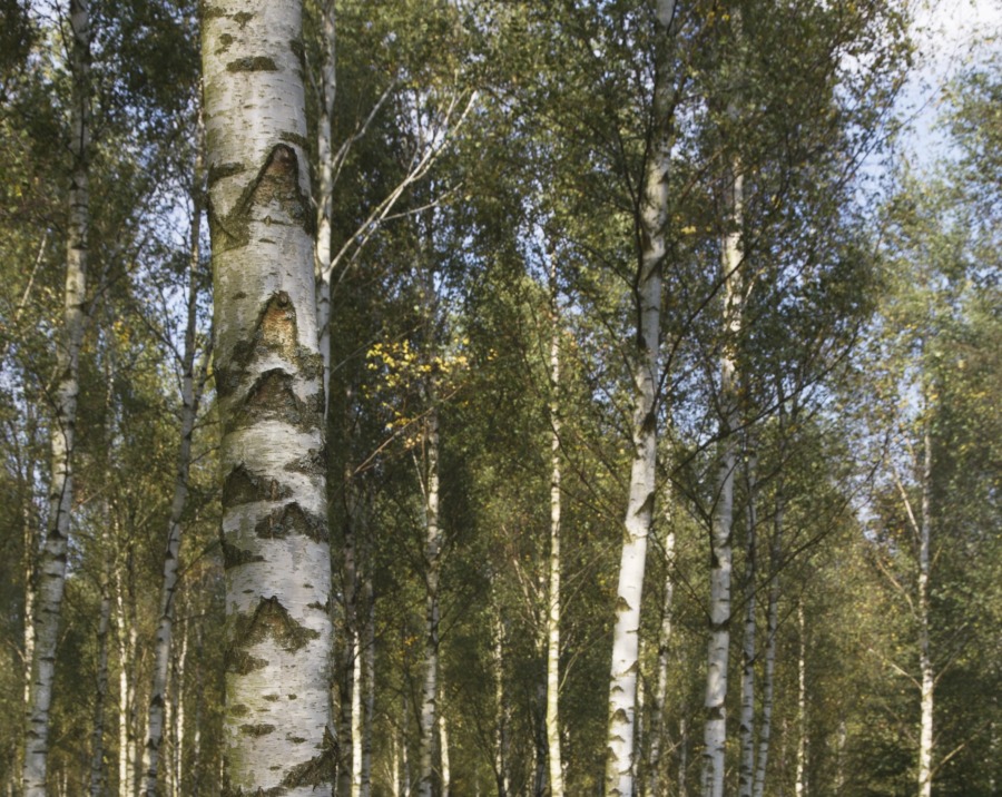 Så fördelas forskningsmiljoner