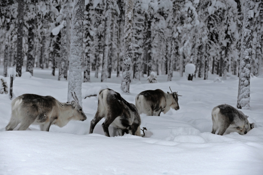 Så kan skogsskötsel samverka med renskötsel