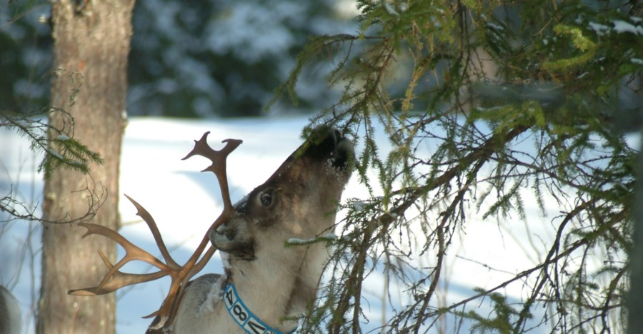 Förslag vill att kyrkan ger samebyar mark