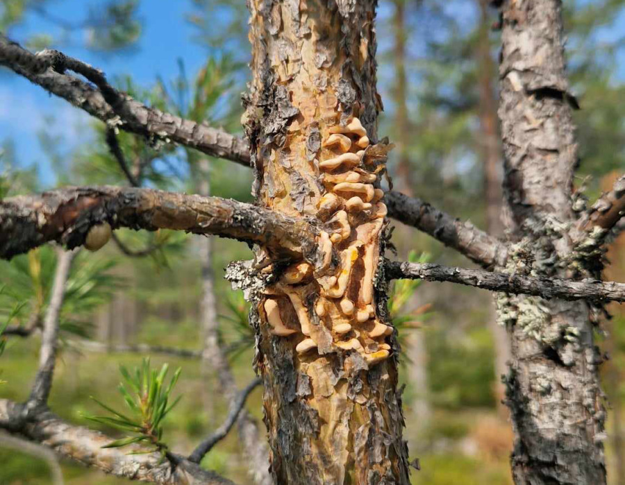 Forskare behöver din hjälp