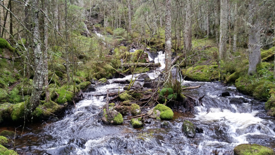 Skogsvattenkartan minskar skaderisk