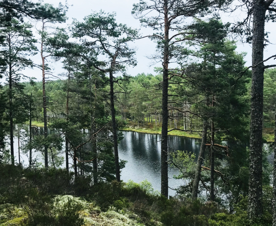 Dags att nominera till skogligt pris