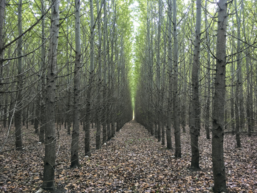 Snabbväxare inte alltid bäst på att binda kol