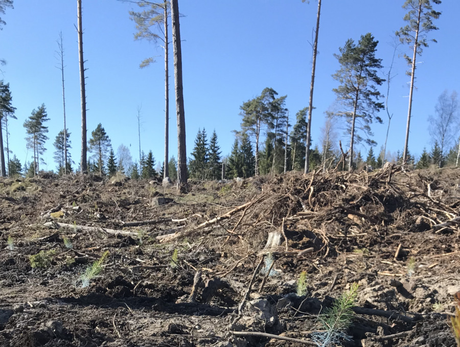 Gödsling som klimatåtgärd ifrågasätts
