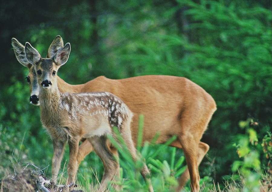 Är natur- och viltvård viktigt för ditt sätt att sköta skogen?