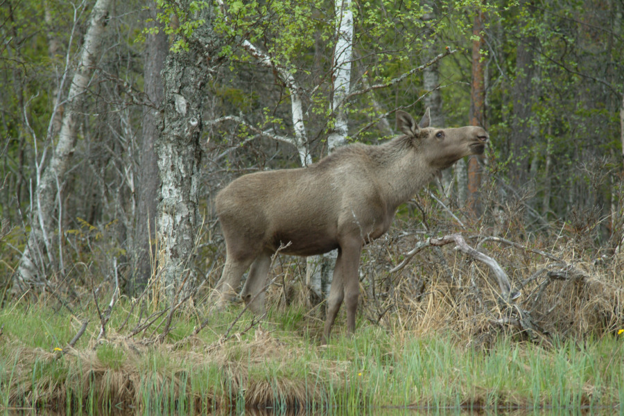 Betesskadorna minskar- men långt kvar till målet