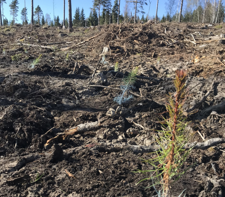 Skogsjobb kan få undantag