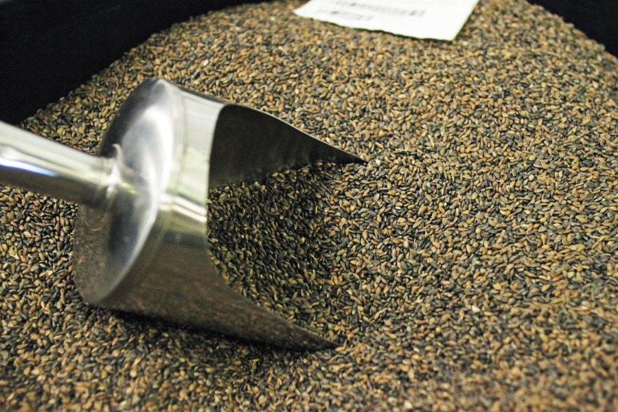 Skogen föds i Lagan 