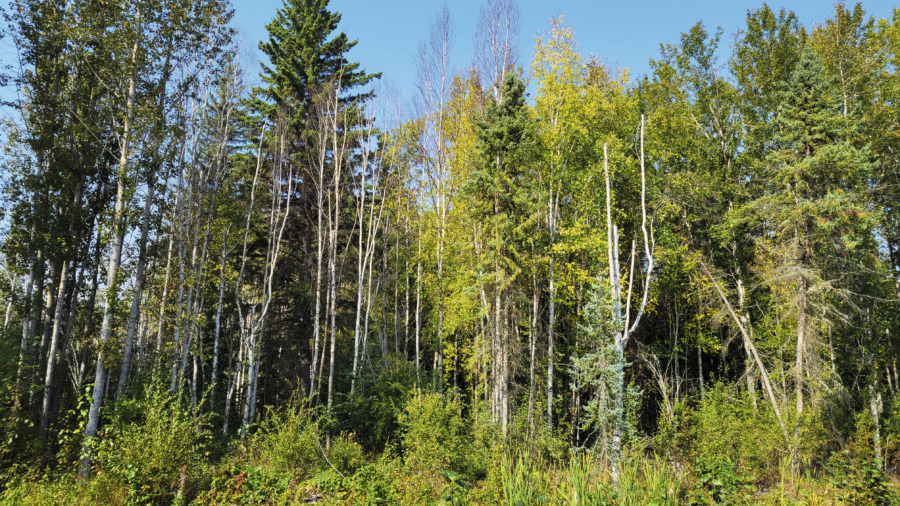 Svensk björk – ett smörgåsbord för amerikanska kusinen 