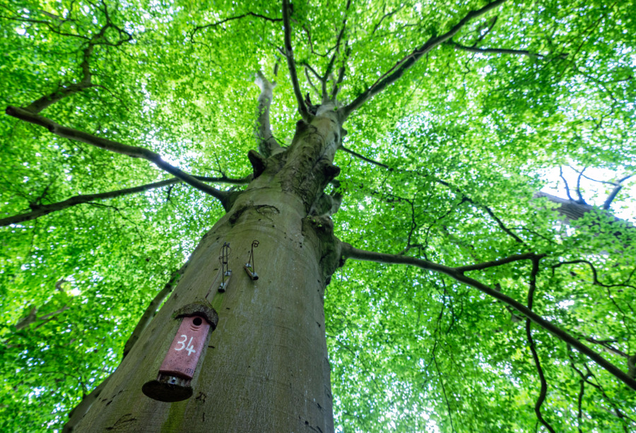 Wytham Woods är världens mest studerade skog 