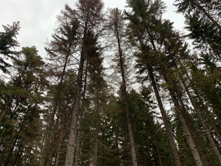 Barkborrar gör skogen varmare