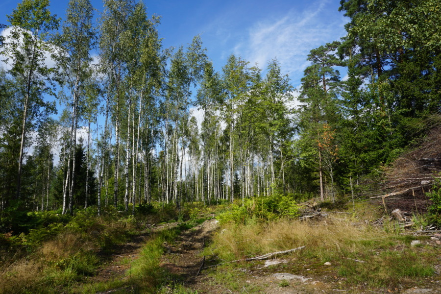 Statsministrars EU-brev får ris av miljöpartier