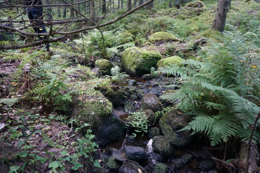 Pengar att söka för kurser i naturvård
