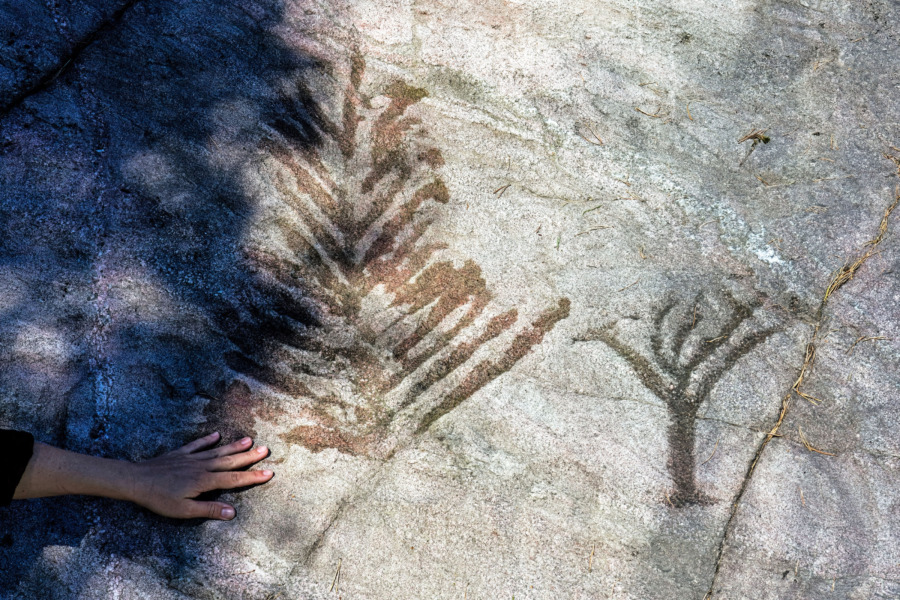 Här finns magiska träd huggna i sten