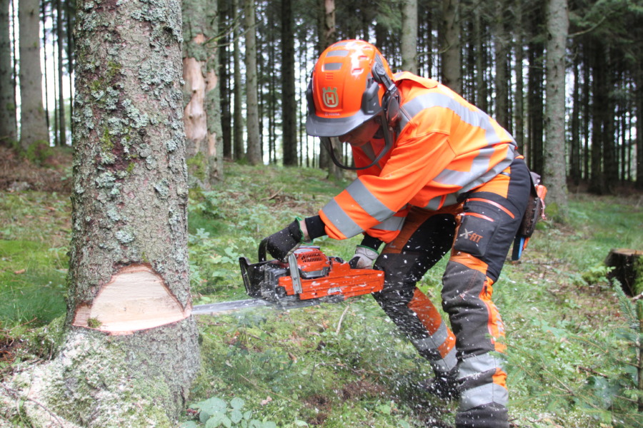 Snart ska skogens mästare koras