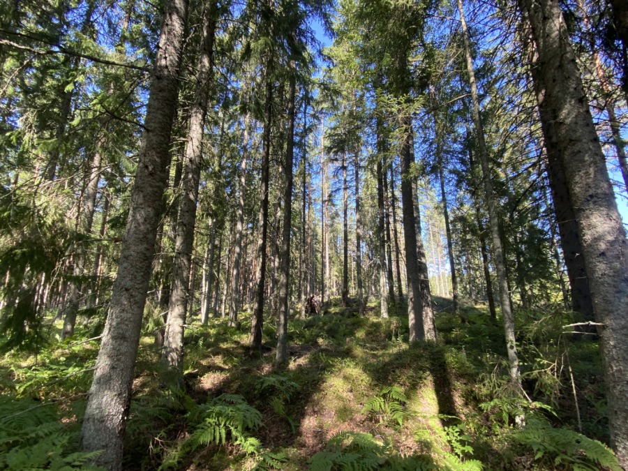 Minskade utsläpp ökar kolbindning
