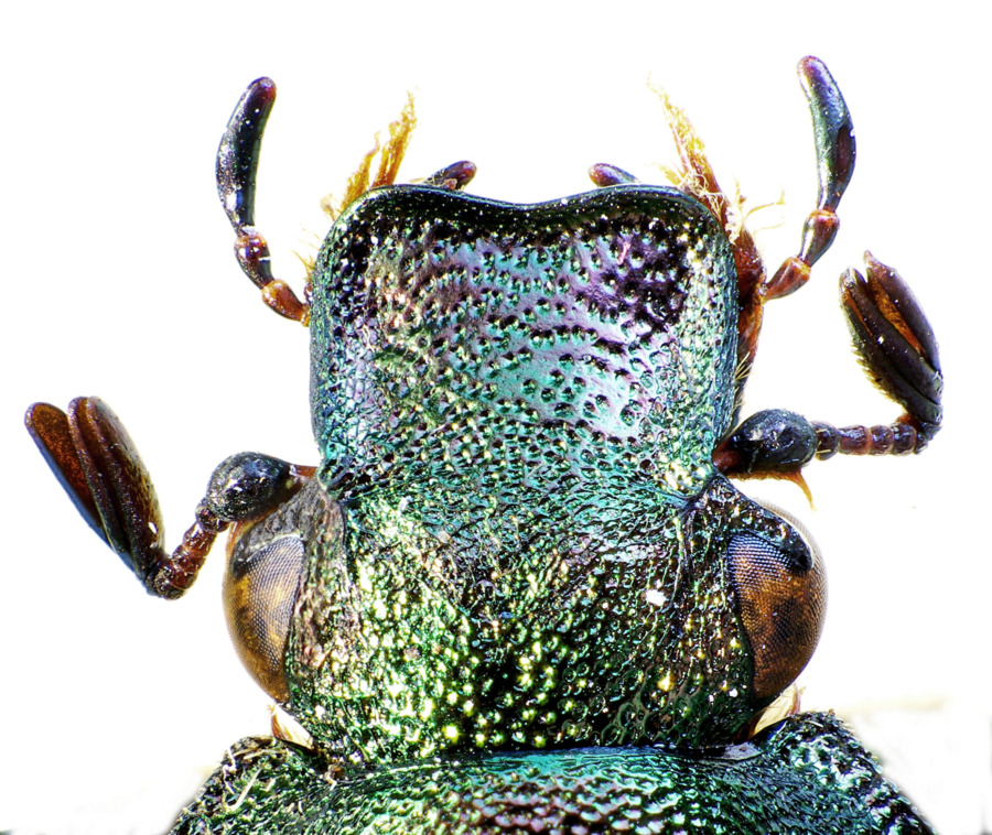 Nordlig ek har flest arter