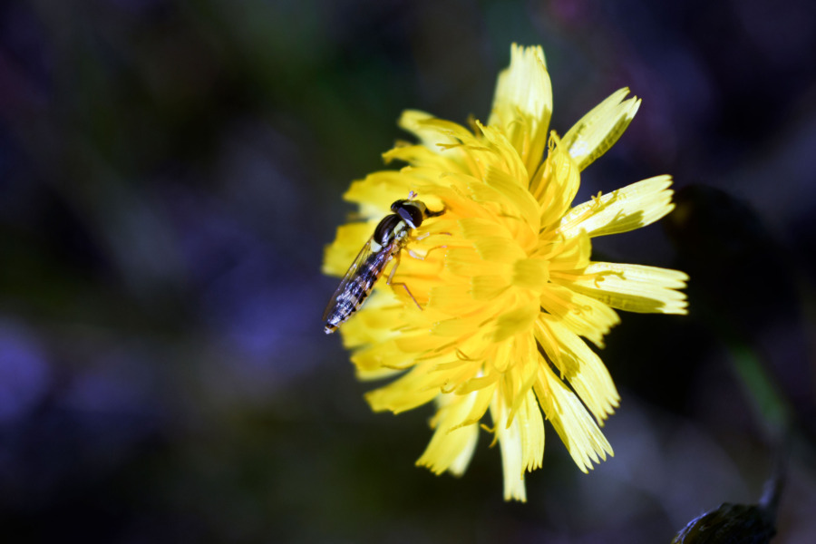 Flugor kan ta jobben när bin flyttar