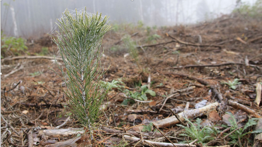 Höstplanterad tall lever farligt