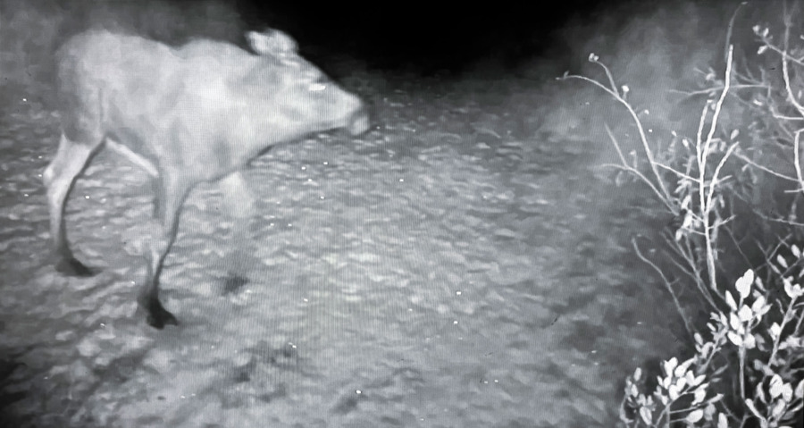 Virtuellt viltstängsel skräms med ljud