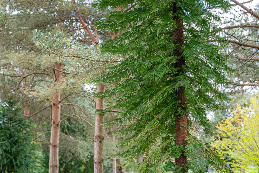Ryktet om forntallens död var överdrivet