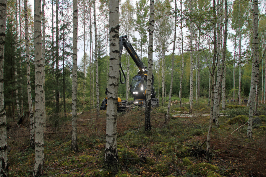 Vårtbjörk – en tuff snabbväxare