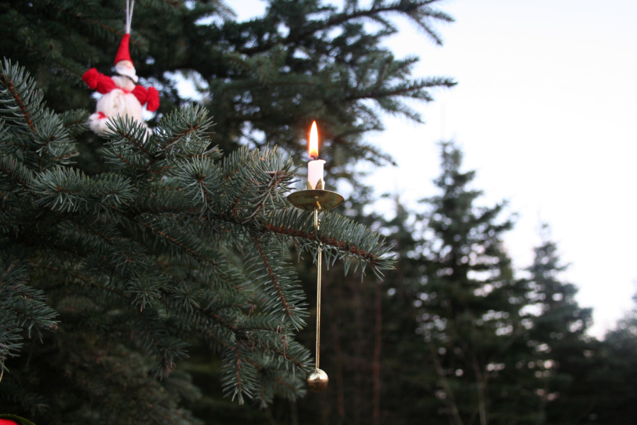 Dansk granexport är värd miljarder